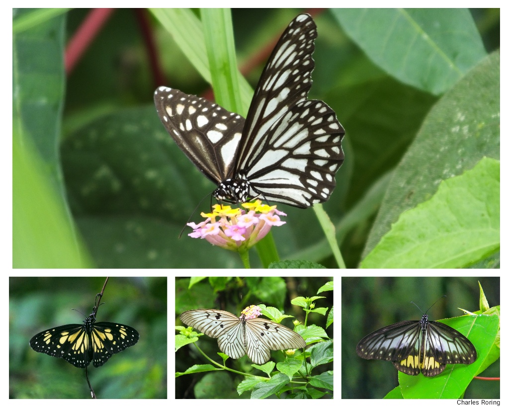 Some butterflies from Sonder farm forest in Minahasa regency of Indonesia.