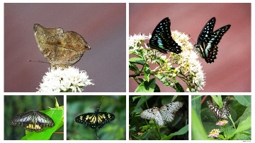 Butterflywatching in Minahasa Sulawesi Leafwing, Meyer's Jay, Manado, Yellow Tiger, and Blanchard's Wood Nymph