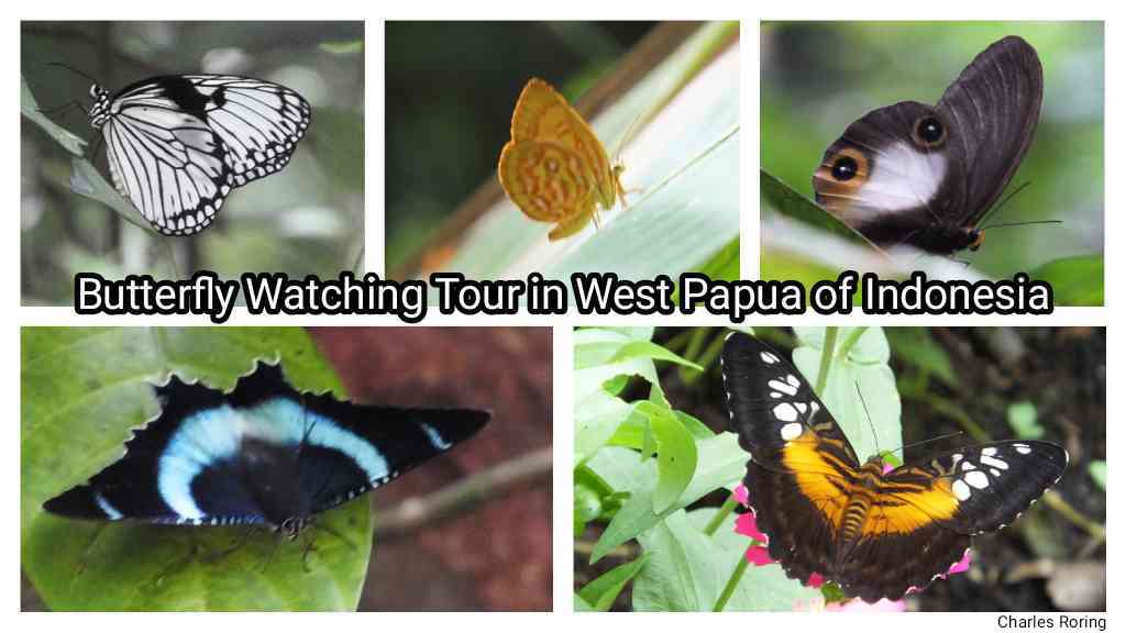 Butterfly watching tour in west papua of Indonesia insect watching in West Papua