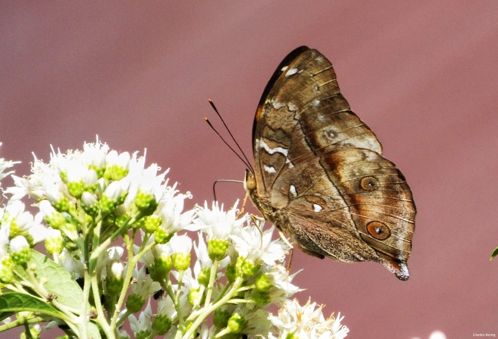 Butterfly watching tour in Indonesia Celebes Leafwing Butterfly