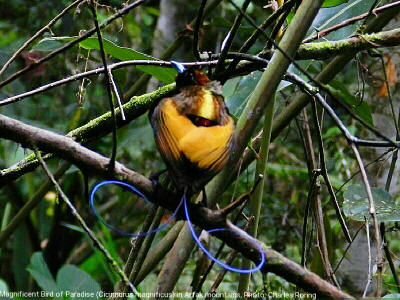 birding in Arfak mountains Magnificent Birds of Paradise (Cicinnurus magnificus)
