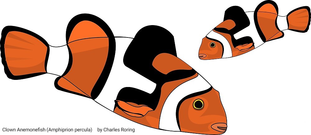 Clown Anemonefish