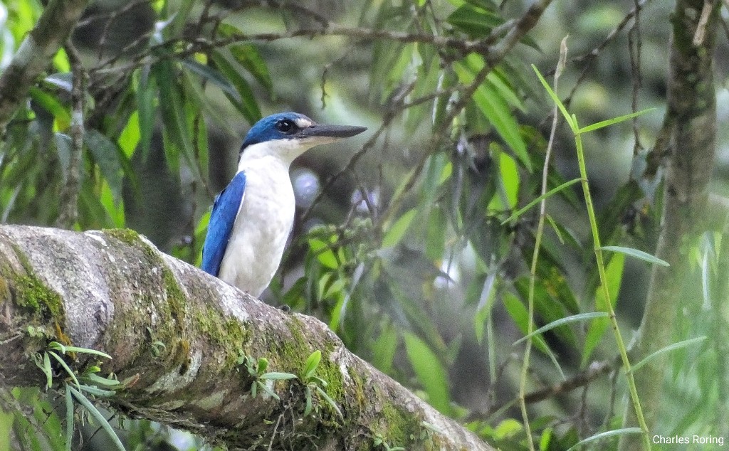 Wisata pengamatan burung di Indonesia Collared Kingfisher