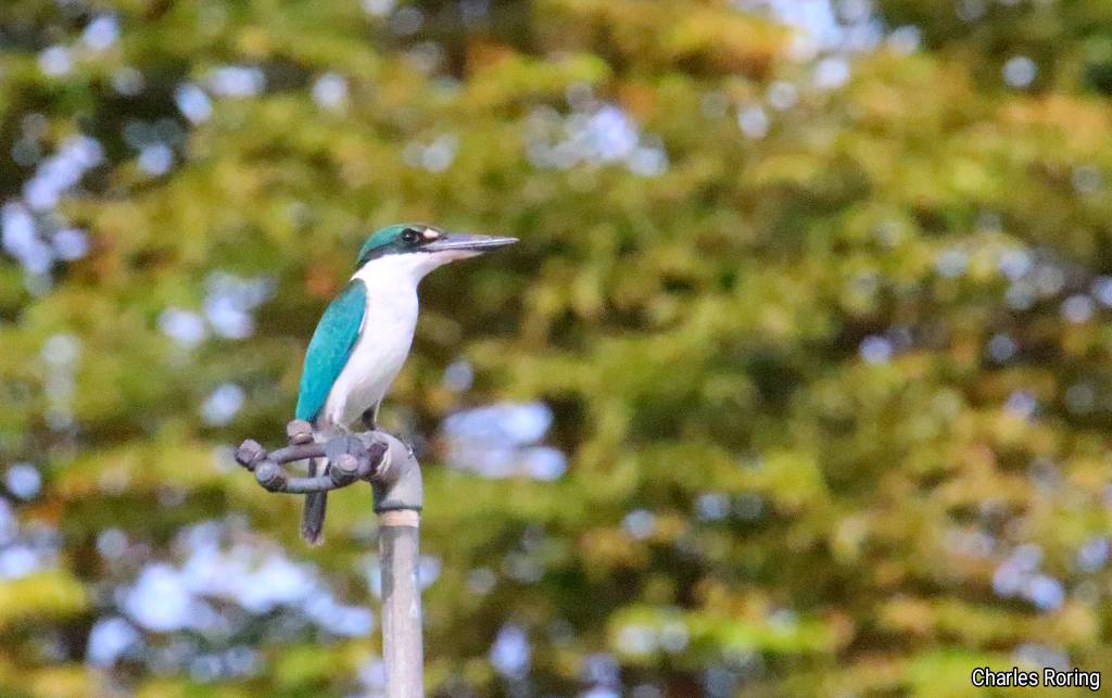 birdwatching in Sonder town of Minahasa highland Collared Kingfisher