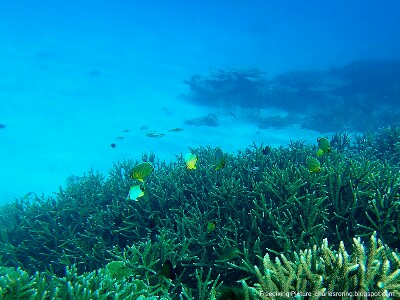 underwater picture from Manokwari marine life in Manokwari
