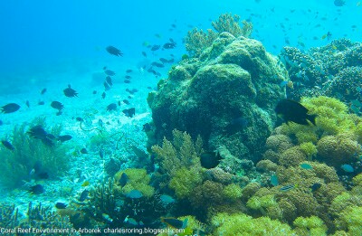 Coral Reef and tropical fish in Arborek island of Raja Ampat