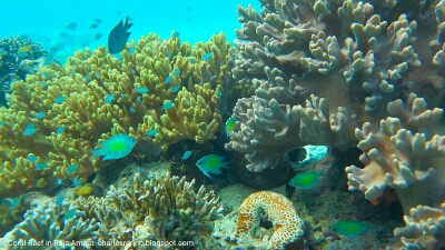 Marine Life in the Coral Reef of Arborek island
