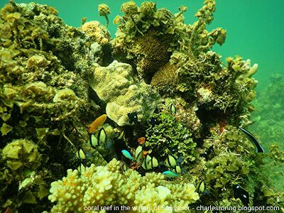 Coral reef and Marine Environment in Tambrauw Regency of West Papua of Indonesia. Snorkeling picture of Charles Roring.