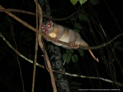 Cuscus Possum in Arfak Mountains