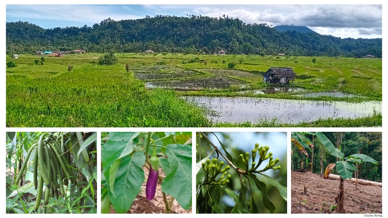 agriculture tour in Minahasa highland
