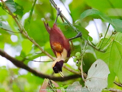 birdwatching in raja anpat female Red Bird of Paradise (Paradisaea rubra)