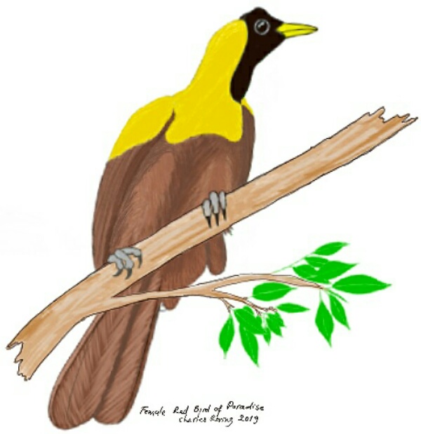 digital sketch of Female Red Bird of Paradise