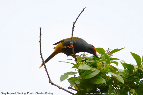 birdwatching in Sonder town of Minahasa Fiery-browed Myna