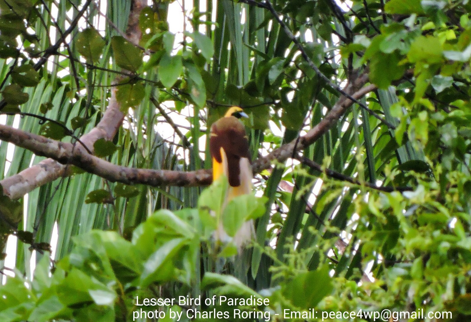 birding in Malagufuk Lesser Bird of Paradise (Paradisaea minor)