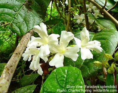 Glory Vine flowers (Faradaya splendida that grows in lowland forest of Manokwari, West Papua, Indonesia.