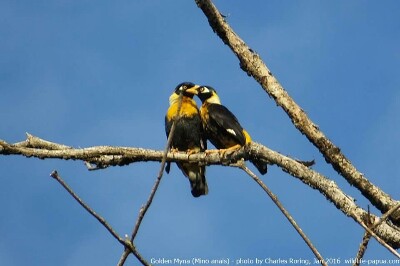Golden Myna in Malagufuk village of Sorong regency.