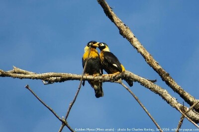 Golden Myna bird