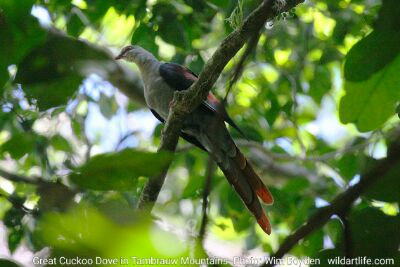 Great Cuckoo Dove in Tambrauw Mountains