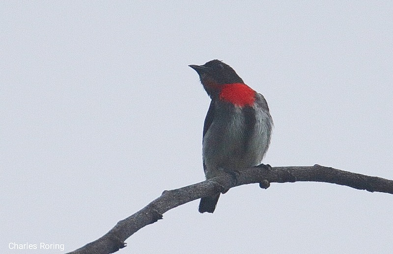 Grey-sided Flowerpecker (Dicaeum celebicum)