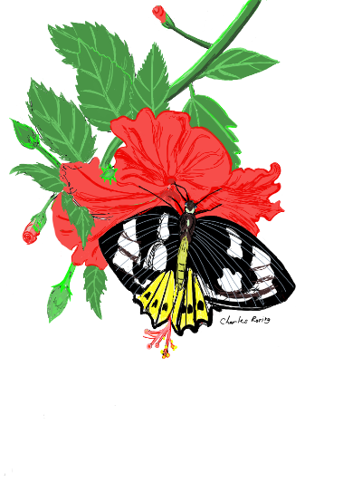 hibiscus flower and butterfly