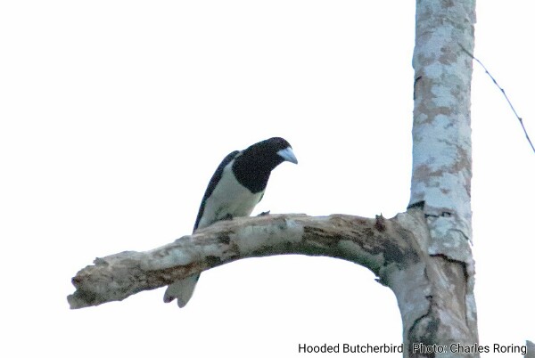 Burung Jagal Papua atau Hooded Butcherbird burung jagal papua di hutan Pantai Warduwer Waigeo, Raja Ampat