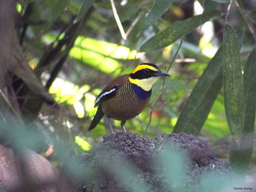 bird photography javan-banded pitta in West Bali