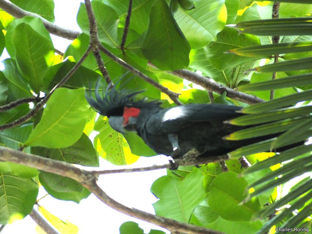 burung papua Palm Cockatoo (Probosciger aterrimus