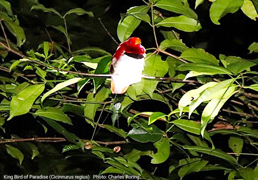 birding in west papua province of Indonesia King Bird of Paradise (Cicinnurus regius