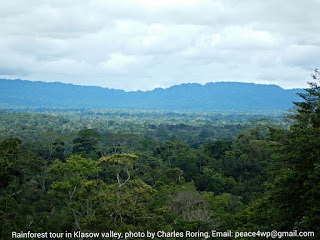 Rainforest in Klasow Valley of Sorong regency, West Papua, Indonesia