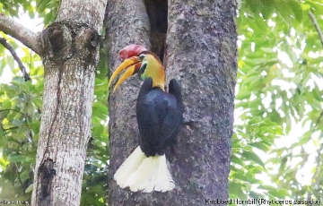 Sulawesi Hornbill (Rhyticeros cassidix) in Tangkoko Nature Reserve of Minahasa Peninsula