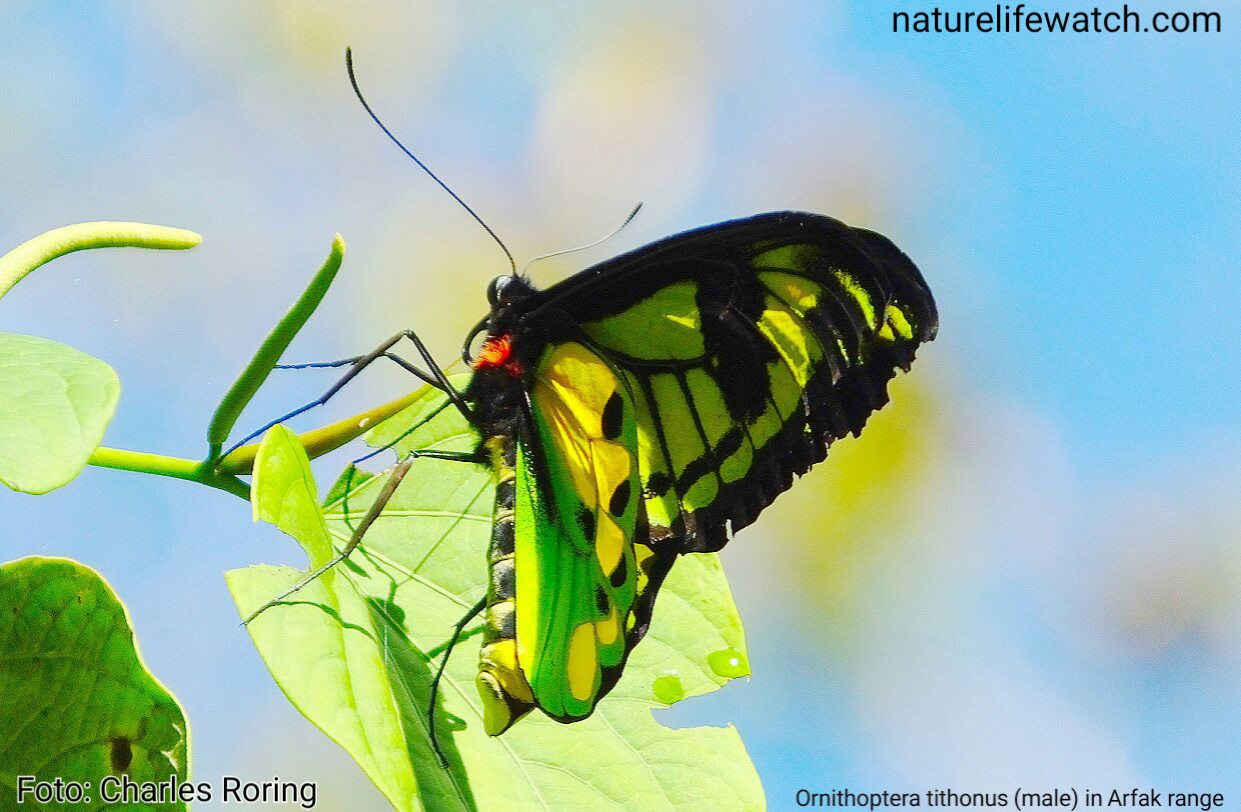 New Guinea Butterfly Birdwing butterfly in Arfak mountains Ornithoptera tithonus