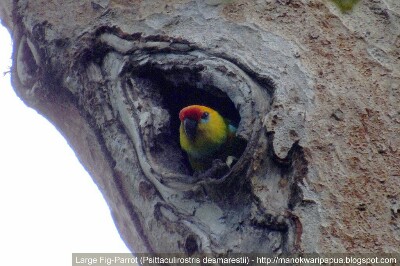 Large Fig Parrot Bird