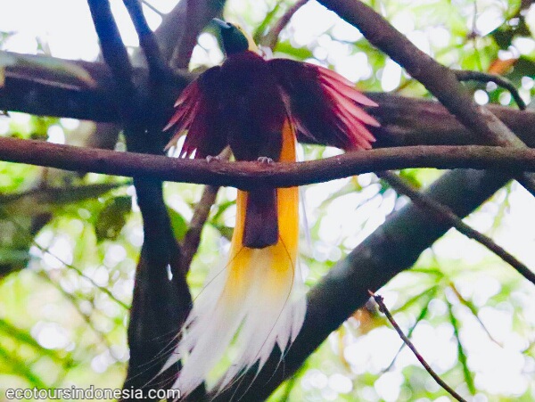 birdwatching in Indonesia a male Lesser Birds of Paradise