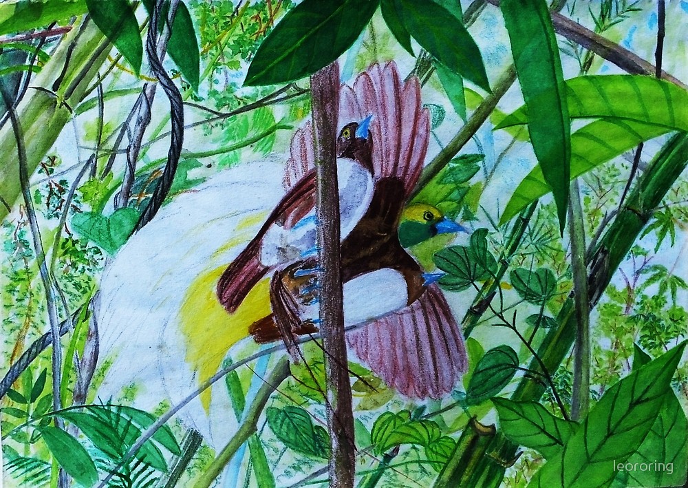 Colored pencil drawing of Paradise Bird