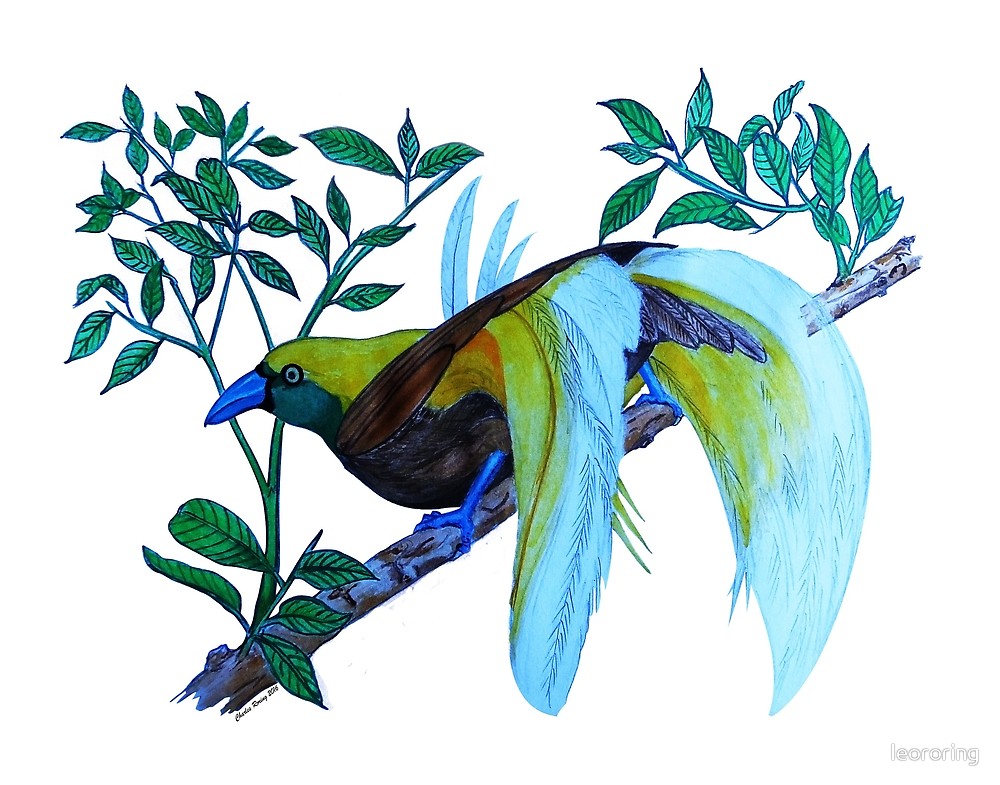 Male Lesser Bird of Paradise
