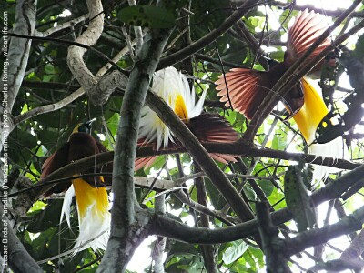 Birdwatching in Malagufuk Lesser Birds of Paradise (Paradisaea minor)