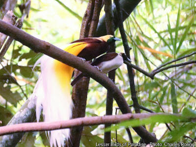 birds of paradise in the forest Male and Female Lesser Birds of Paradise