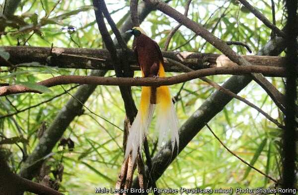watching paradise bird Male Lesser Birds of Paradise (Paradisaea minor)