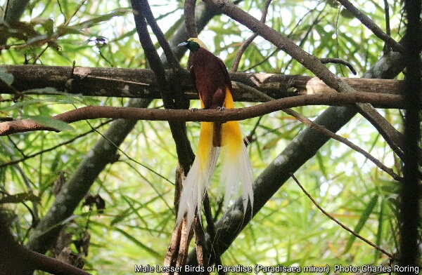 Male Lesser Birds of Paradise (Paradisaea minor)