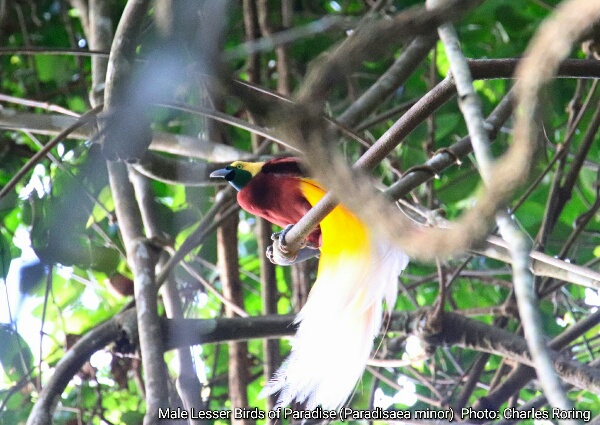 courtship dance of Lesser Birds of Paradise Male Lesser Bird of Paradise sitting on a hanging vine