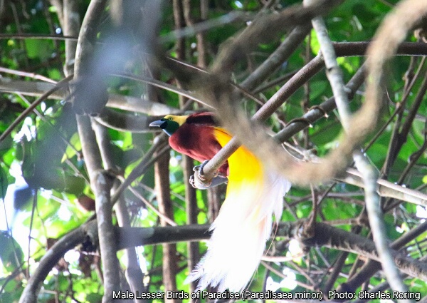 Male Lesser Bird of Paradise sitting on a hanging vine