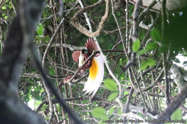 mating dance of paradise birds Courtship Dance of Lesser Birds of Paradise