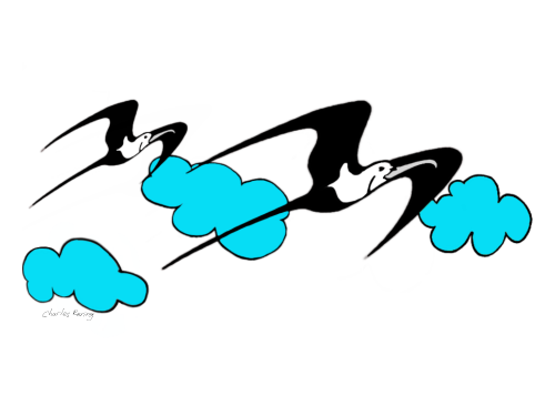 Lesser Frigatebirds were flying in the blue sky