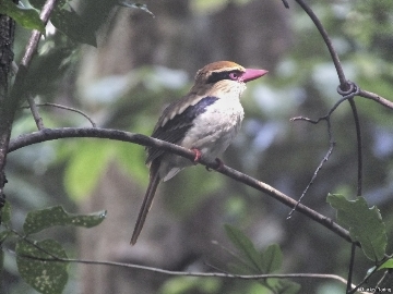 Lilac Kingfisher (Cittura cyanotis)