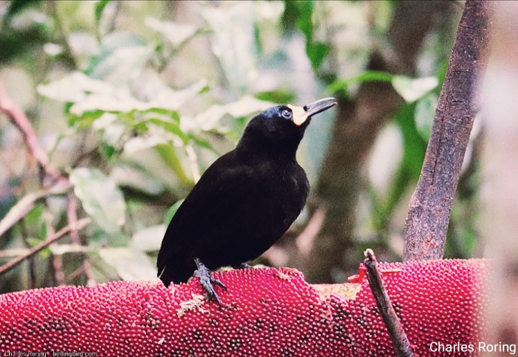 Long-tailed Paradigalla bird of paradise