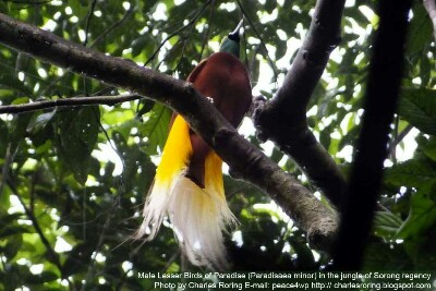 Lesser Bird of Paradise