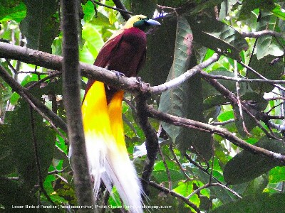 a male Lesser Birds of Paradise in tropical rainforest of Sorong regency