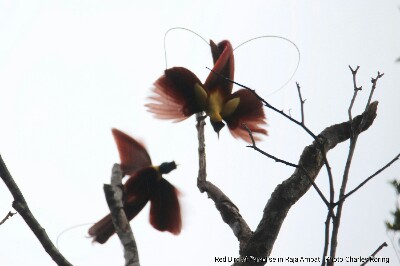 Burung Cendrawasih Merah di Pulau Waigeo