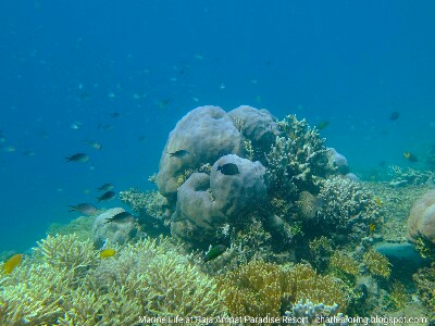 Marine Life in Waigeo Island