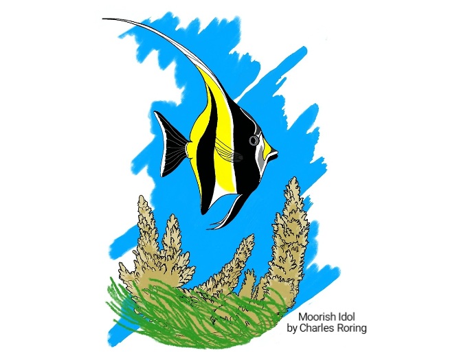 Moorish Idol